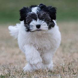 Lowchen Puppies from Dragonne Lowchen
