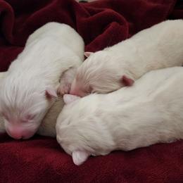 BLUE - White male Samoyed puppy in San Antonio, Texas from Hill Country Samoyeds