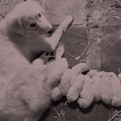Maremma Sheepdog Puppies from Old Orchard Maremmas