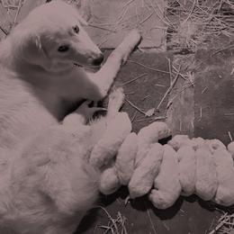 Maremma Sheepdog Puppies from Old Orchard Maremmas