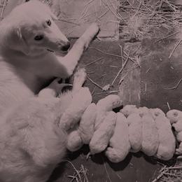 Maremma Sheepdog Puppies from Old Orchard Maremmas