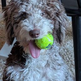 Aussiedoodle Puppies from Dani's Dandy Doodles