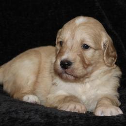 Graham - male Goldendoodle puppy in Yukon, Oklahoma from Silver Barn Doodles