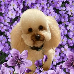 Charley - Cockapoo