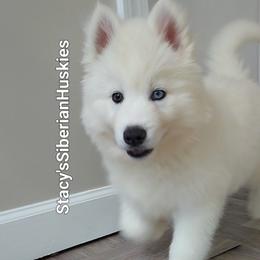 Blizzard - White female Siberian Husky puppy in Savannah, Georgia from Stacy's Siberian Huskies