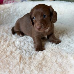 Kohi - Chocolate male Dachshund puppy in Duncanville, Alabama from Bear Creek Dachshunds
