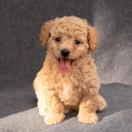 Enzo - Apricot male Goldendoodle puppy in `Richmond, Virginia from OikiaDoodle