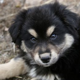 Australian Shepherd, Miniature American Shepherd, Miniature Australian Shepherd, and Toy Australian Shepherd Puppies from Painted Blue Aussies