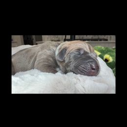 Patsy - Fawn female Great Dane puppy in Weatherford, Texas from Oak Bend Danes