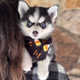 Paige - Black and white female Pomsky puppy in Venus, Pennsylvania from Hemlock Pines Pomsky