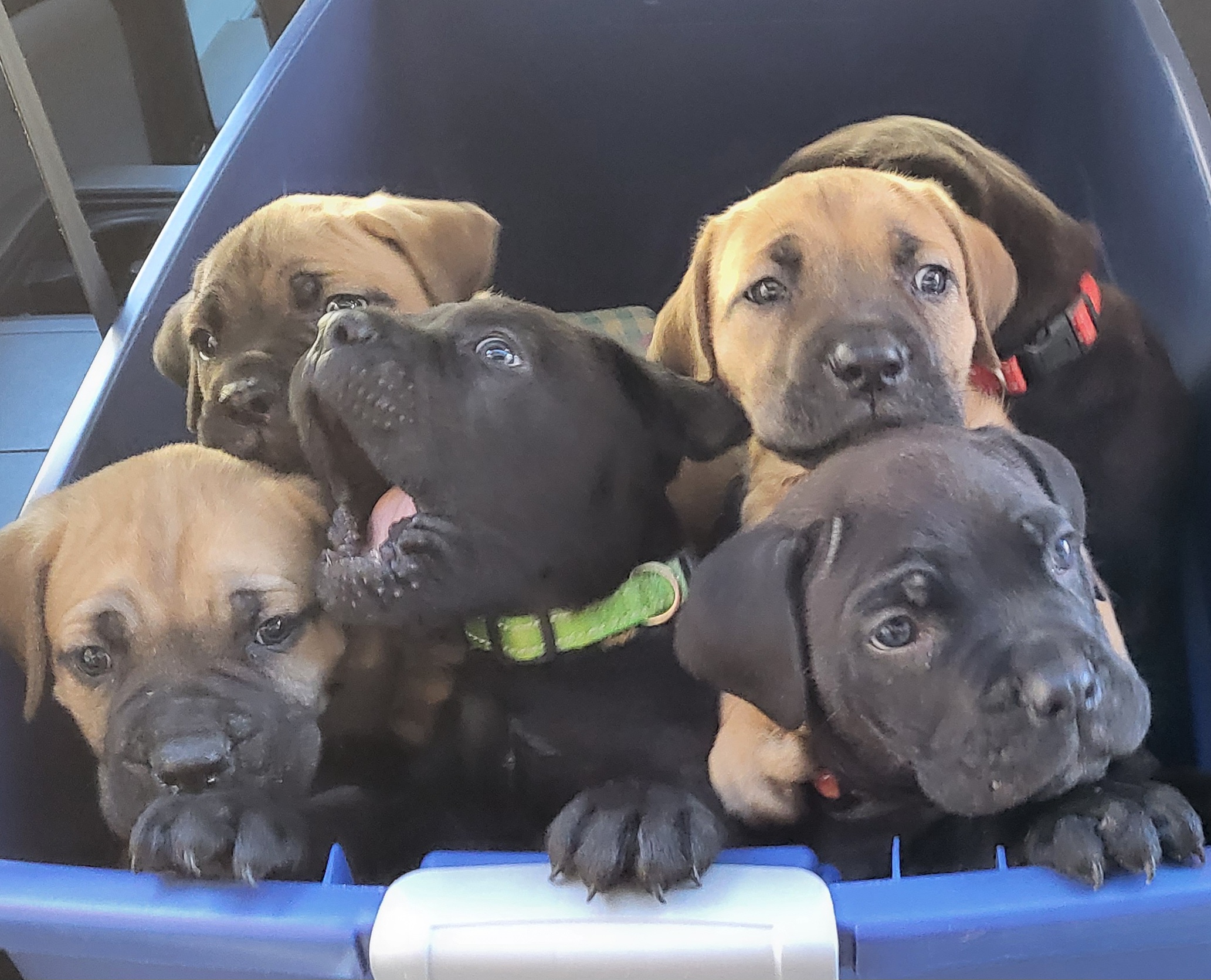 Black Russian Terrier and Cane Corso Puppies from Dem Stevens Egyptian Kennel
