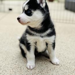 Pomsky Puppies from Ponderosa Pomskies