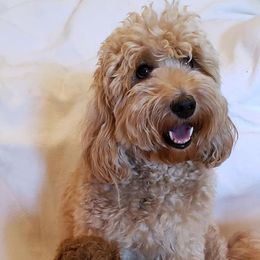 Goldendoodles from Mini Me Doodles