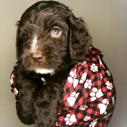 Australian Labradoodles from Sweet Bay Labradoodles