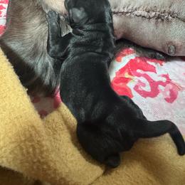 Boy 1 - Black male Standard Schnauzer puppy in Gosport, Indiana from Sarama Cane Corso & Standard Schnauzers