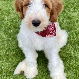 "Arielle puppy" Goldendoodle Puppies from BFF Goldendoodles