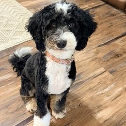 Poppie - Bernedoodle