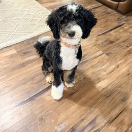 Poppie - Bernedoodle