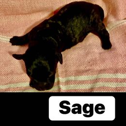 Sage - Black female Goldendoodle puppy in Greenville, South Carolina from Law Doodles of SC