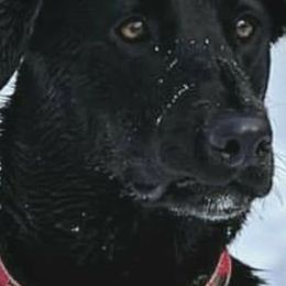 Golden Retrievers and Labrador Retrievers from James River Labrador Retrievers and Golden Retrievers