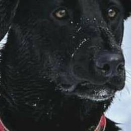 Golden Retrievers and Labrador Retrievers from James River Labrador Retrievers and Golden Retrievers