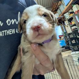 Ruby Sue - Red merle female Australian Shepherd puppy in Almo, Kentucky from Riley's Paw Pals