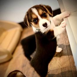 Bentley (Green collar) - Black and tan male American Corgi puppy in Omaha, Arkansas from DnD Corgis
