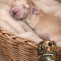 Caspian - Cream male Dachshund puppy in Greenfield, Ohio from Buck Run Creek Dachshunds & Labradors