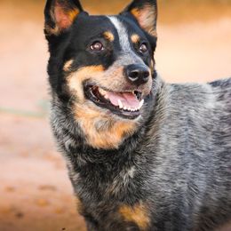 Johnny - Australian Cattle Dog
