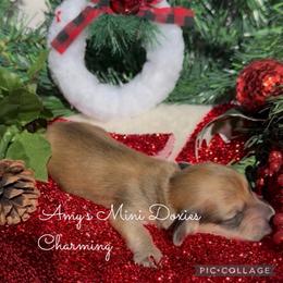 AKC Charming - Cream male Dachshund puppy in Jena, Louisiana from Amy’s Mini Doxies