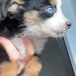 Miniature Australian Shepherds from WiggleButt Aussies
