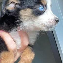 Miniature Australian Shepherds from WiggleButt Aussies