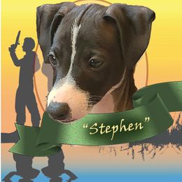 Stephen - Italian Greyhound puppy in Virginia from Selah Kennel