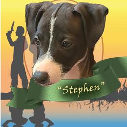 Stephen - Italian Greyhound puppy in Virginia from Selah Kennel