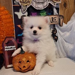 CREAM(Girl 4) - White female Pomeranian puppy in Lore City, Ohio from Tonia's Pomeranians