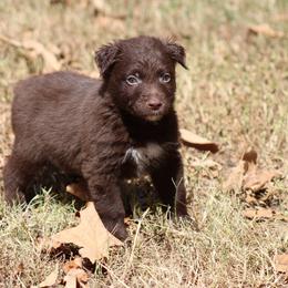 Jamie - Red & white male Australian Shepherd puppy in Violet Hill, Arkansas from Sweets' Cattle Co and Australian Shepherds