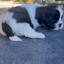 Lord Gregory - Parti male Yorkshire Terrier puppy in Houston, Texas from Little things