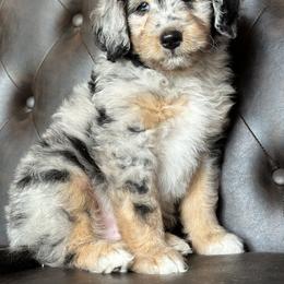 Aussiedoodles and Australian Shepherds from Australian Shepherds of 3/W Farms