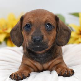 Magnolia AKC - Red female Dachshund puppy in Coweta, Oklahoma from Sunnyside Dachshunds