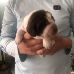 Brock - Liver white and roan male English Springer Spaniel puppy in Egg Harbor, New Jersey from Whispering Cedars Springer Spaniels NJ