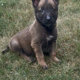 Blue Collar Male - Yellow male Dutch Shepherd puppy in Palmyra, Maine from Maine Working Dogs