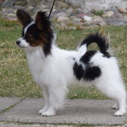 Papillon Puppies from Belladonna Papillons
