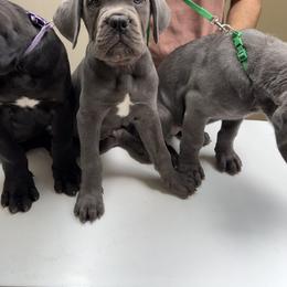 Cane Corso Puppies from Classic Jayx