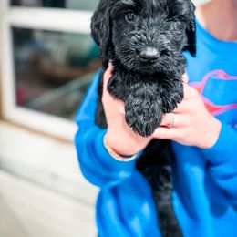 Paddington (Blue) - Black Giant Schnauzer puppy in Harrisville, Utah from Diamond in the Ruff