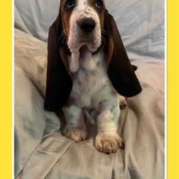 Yellow Collar - Female - Basset Hound puppy from Pawmetto Hounds