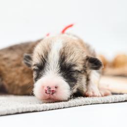 SLATE - Fawn male Pembroke Welsh Corgi puppy in Mona, Utah from Sorensen Corgis