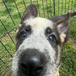 Yellow male - Panda male German Shepherd puppy in Columbiana County, Ohio from Das Müller Hund Haus