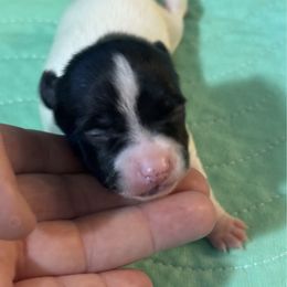 Boy 1 - White and black male Toy Fox Terrier puppy in Briggs, Texas from TAC Team Kennels