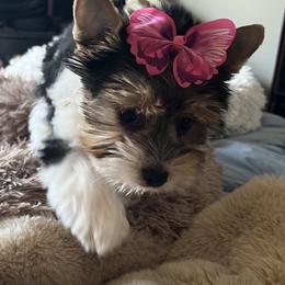 Loki - Yorkshire Terrier