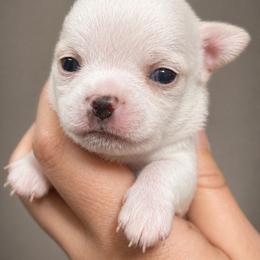 Thorne - Cream male Chihuahua puppy in New Castle, Delaware from Sasha’s Elite Kennel LLC